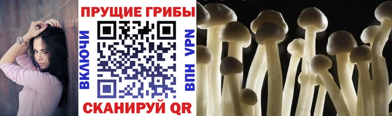 Купить где  Меленки  Псилоцибиновые грибы GOLDEN TEACHER 